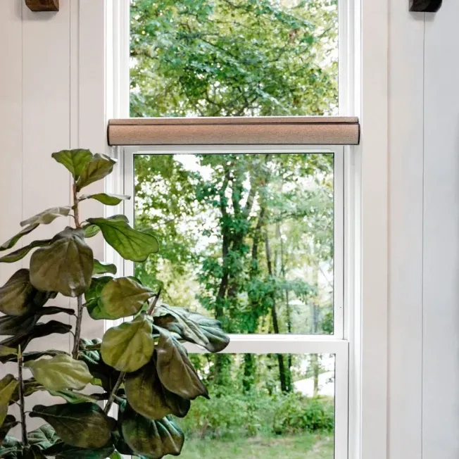 A large green plant is near a bright window, with lush trees visible outside. The setting is serene and fresh, evoking a sense of calm and nature.